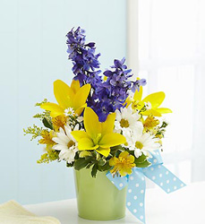 Little Boy Blue Flower Power, Florist Davenport FL